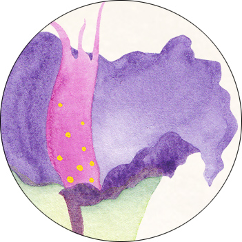Herbier de la Sorciere Libre Detail Fleur 7 Deprauatum Imaginem Aquarelle CatMat